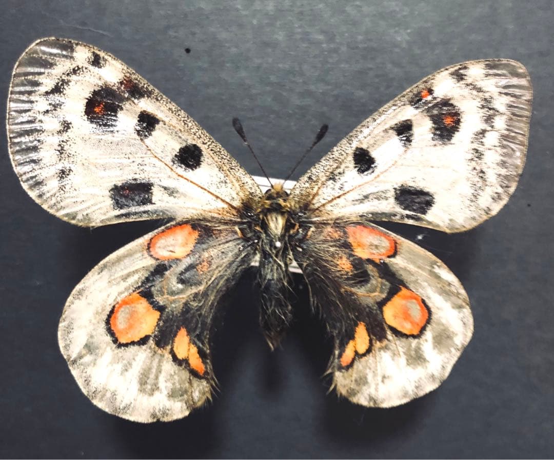 蝶標本　アポロウスバ　異常型