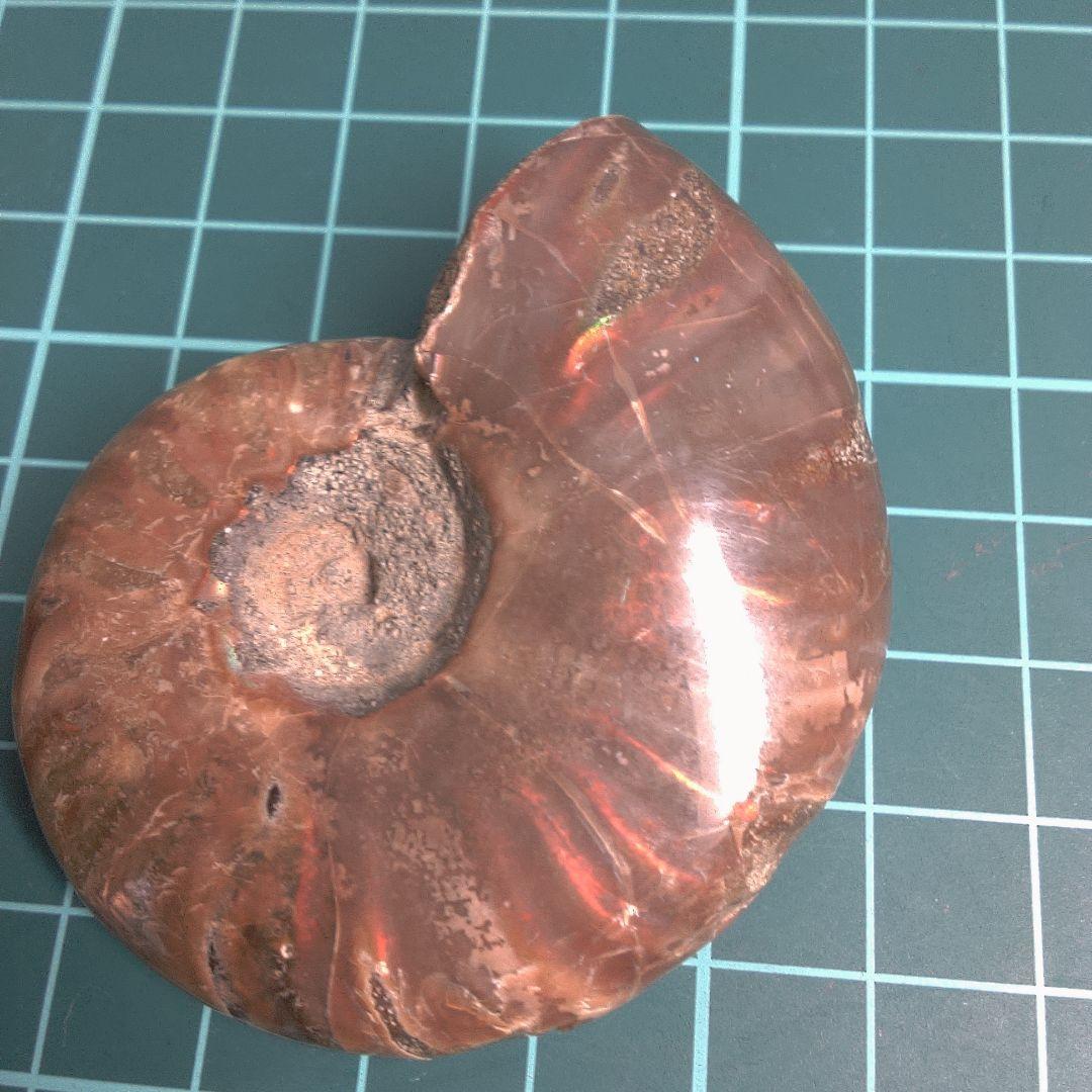 小物１ アンモナイト化石 光沢あり