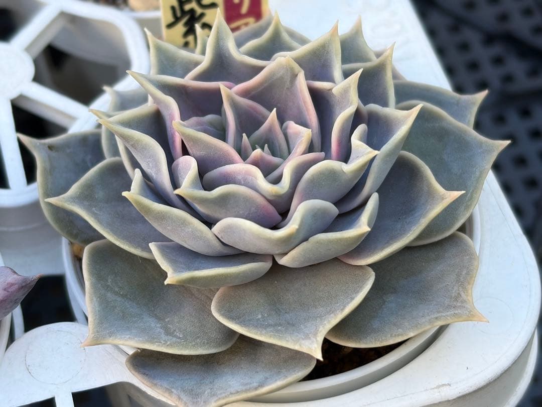 ＊ぽぽ＊さま専用 おらいさん苗30個セット　ミックスベリア　エケベリア多肉