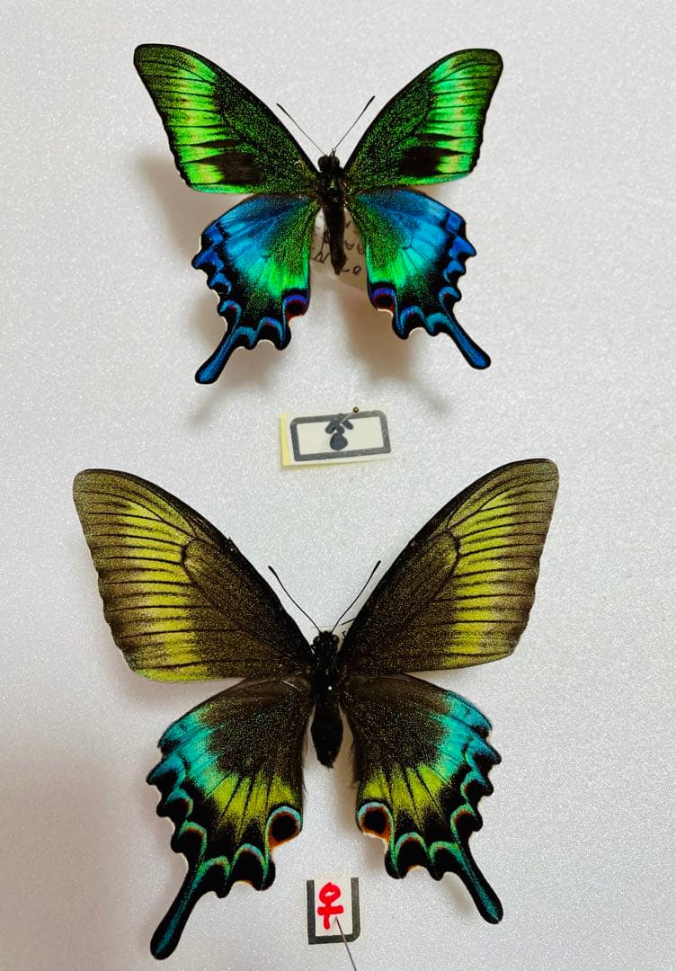 【異常型】ミヤマカラスアゲハ（ペア・北海道・飼育）