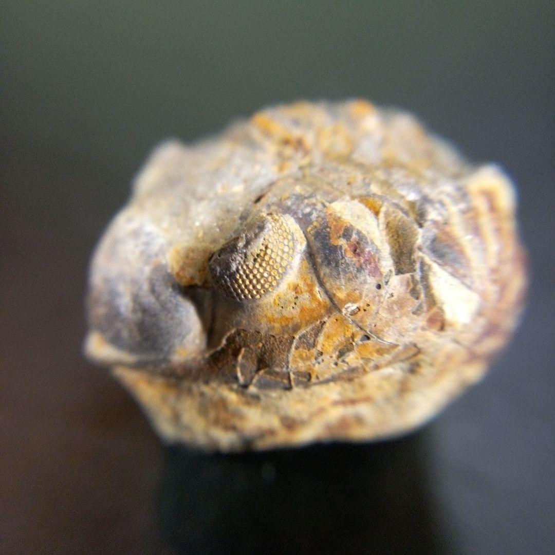 三葉虫　化石　fossil　海　ボリビア産　trilobite　海生動物判別④