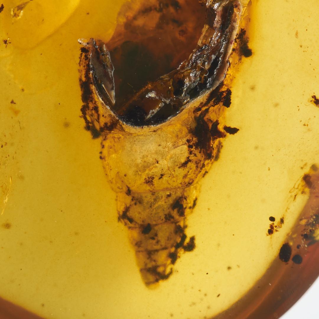 レア極上品 PA112虫入り琥珀化石　ミャンマーカムティかタナイ9900万年前