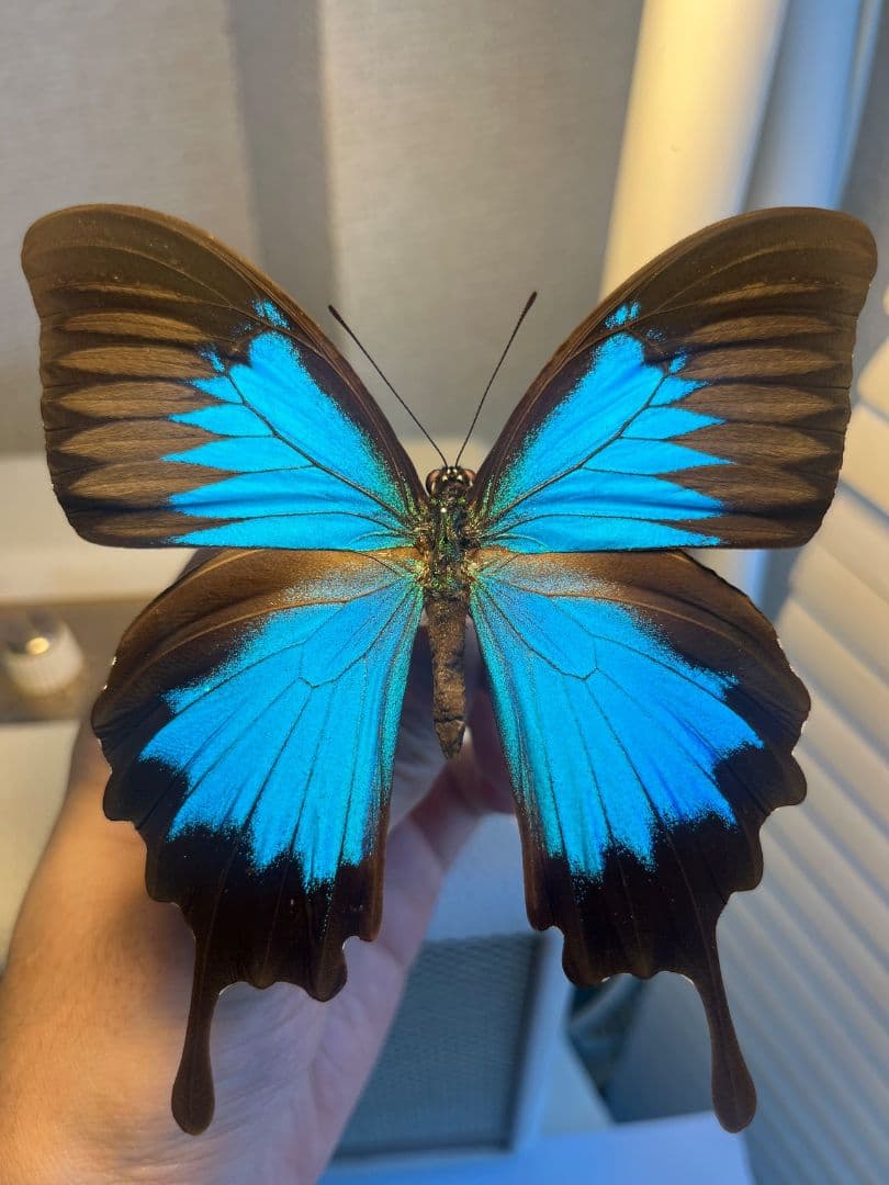 オオルリアゲハ Achillides ulysses 標本 蝶 外国産蝶標本
