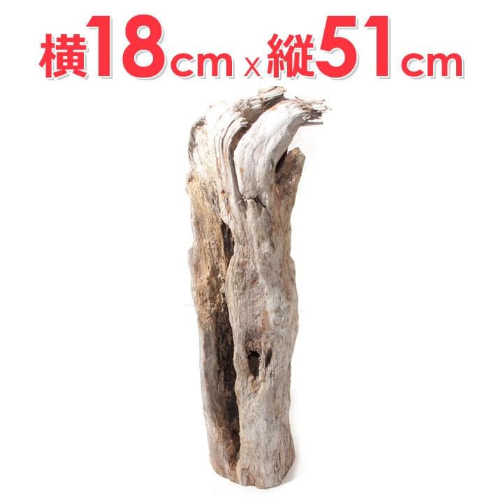 流木 インテリア レイアウト 51cm DIY 流木アート 天然 rybk9