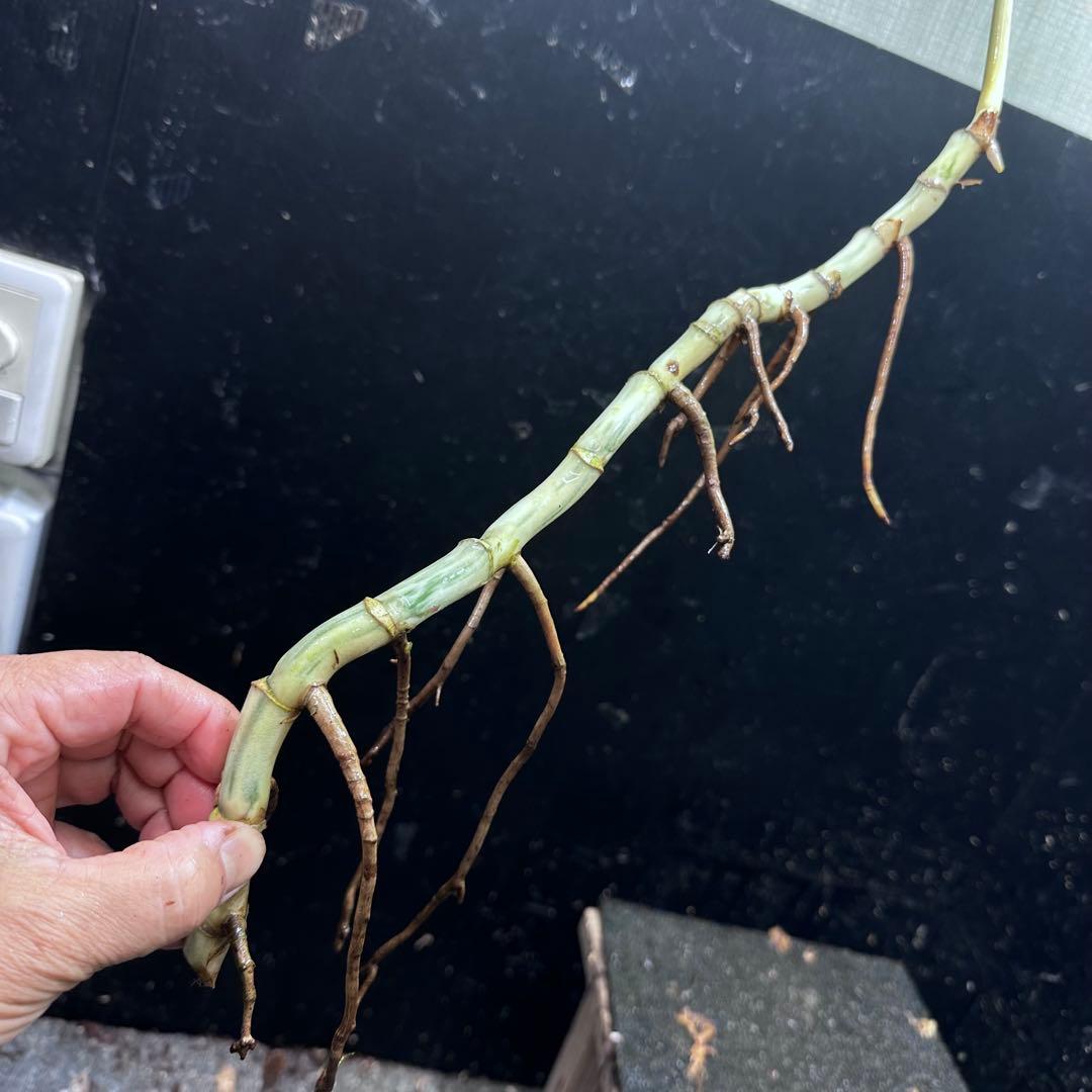 な*え様 斑入りモンステラホワイトタイガー大茎5株おまとめ