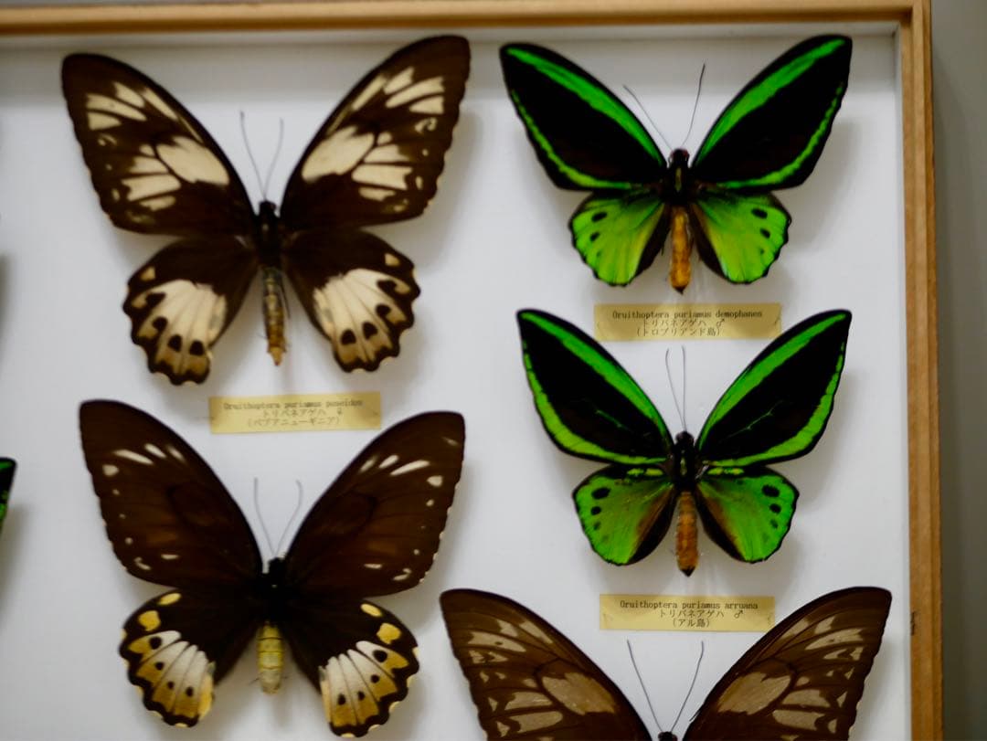 蝶標本 大型メガネトリバネアゲハ② 産地別コレクション 研究用 大型ドイツ箱