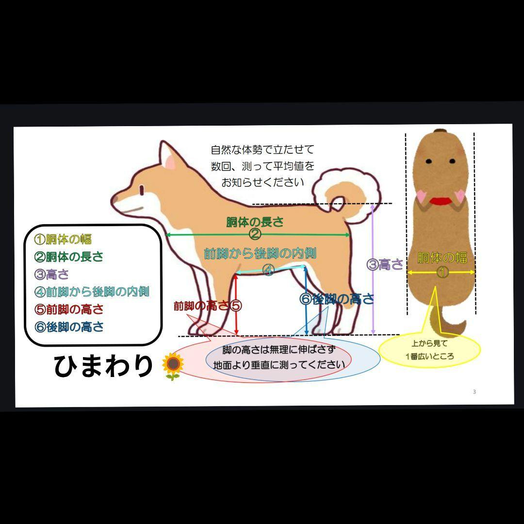 柴犬4輪　リハビリ　食事補助　犬用車椅子　シニア犬サポート　犬の歩行器