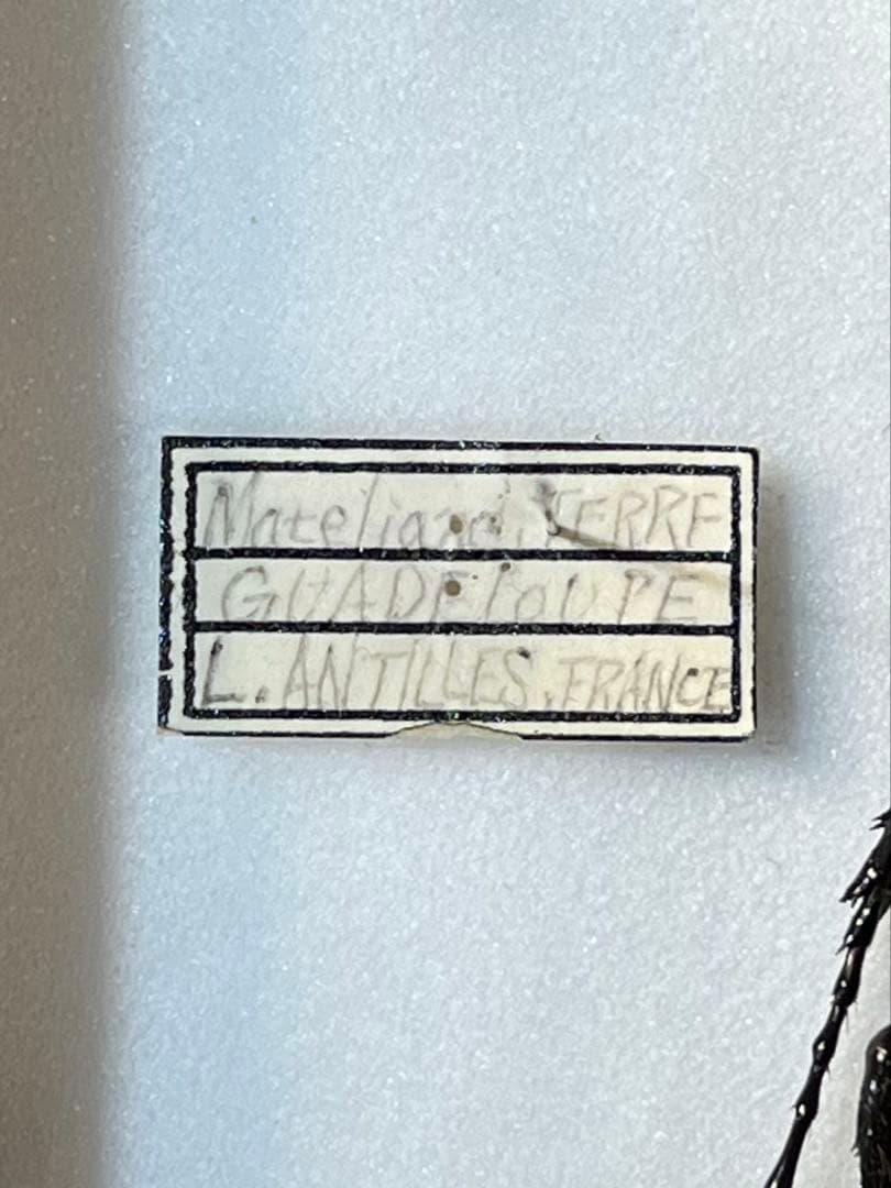 D*s様 D.hヘラクレス 大型 野外標本