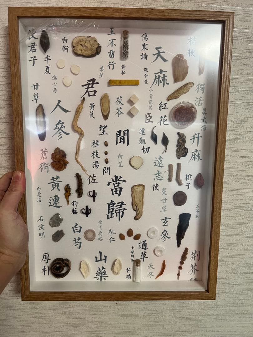 漢方鑑賞用生薬標本