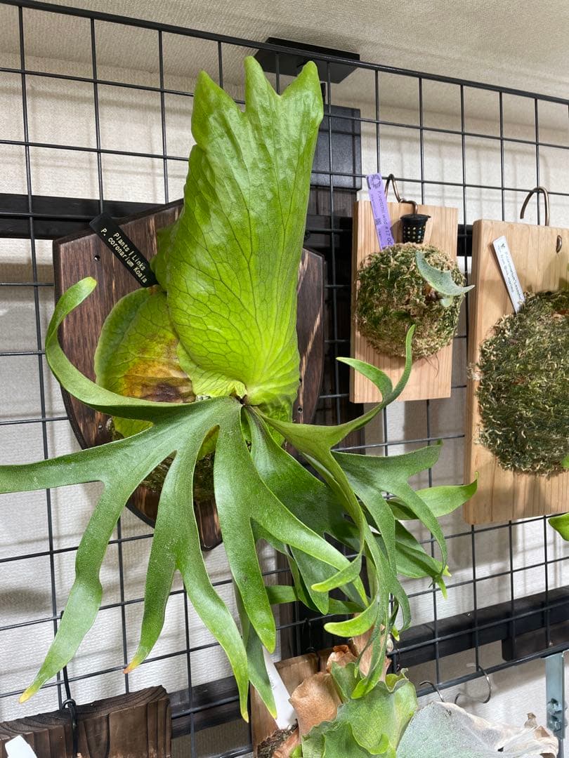 koukinkin　ビカクシダ　coronarium koala