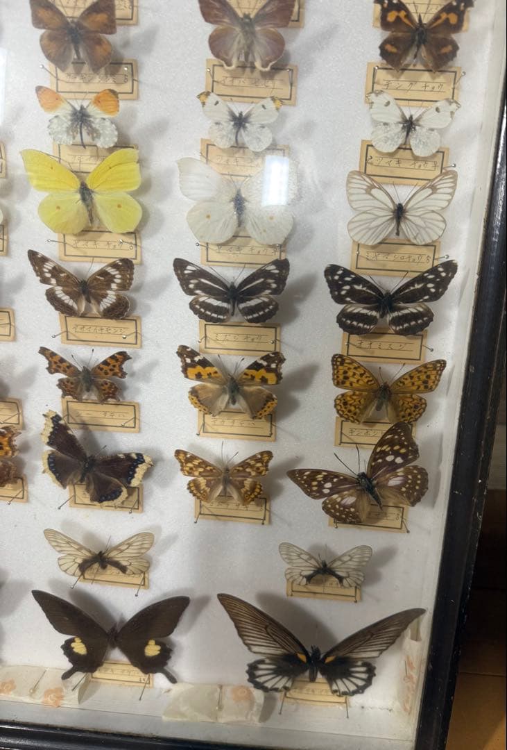 蝶の標本 2ケースセットまとめ売り