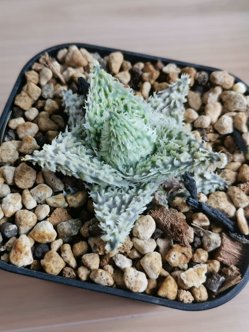 パ*ュ様 アロエハイブリッド　実生