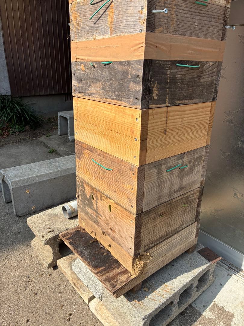 ニホンミツバチ 越冬群蜂丸ごと巣箱５段　現物渡しのみ
