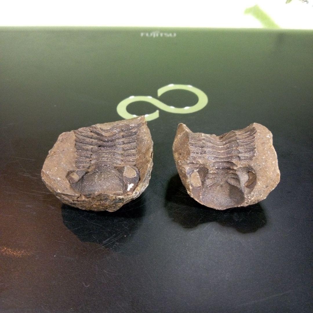 三葉虫　化石　fossil　ボリビア産　trilobite　ノジュール管理④