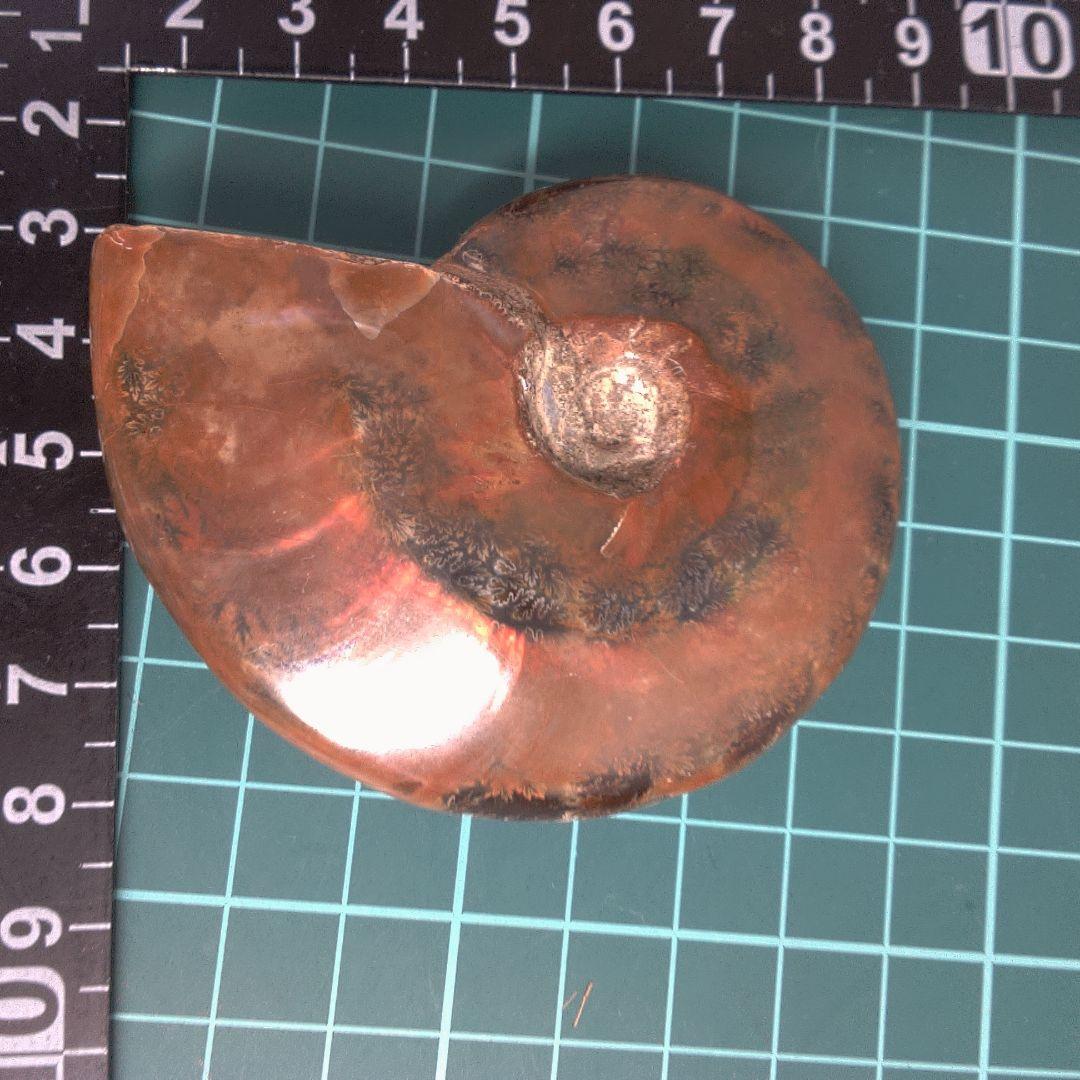 小物１ アンモナイト化石 赤褐色