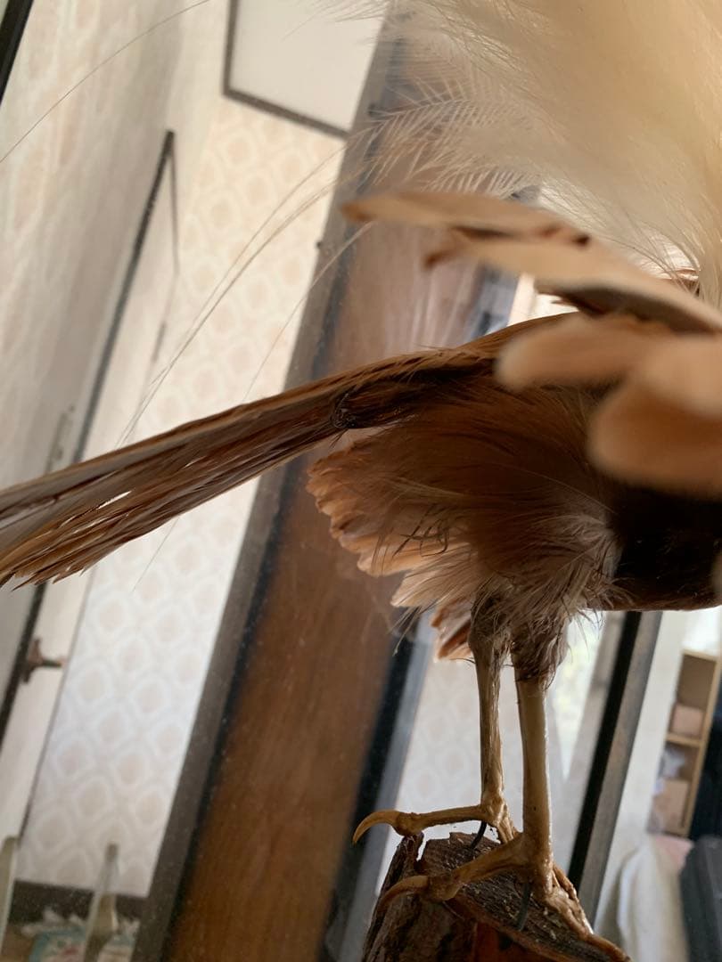 風鳥 極楽鳥 剥製 インテリア アンティーク レトロ ヴィンテージ アート