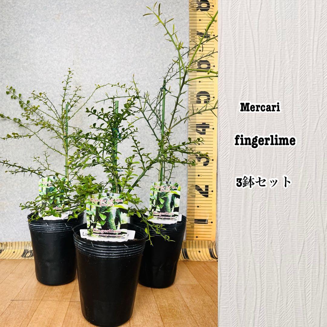 柑橘2年生　フィンガーライム接木苗／苗　3鉢まとめて　撮影品発送