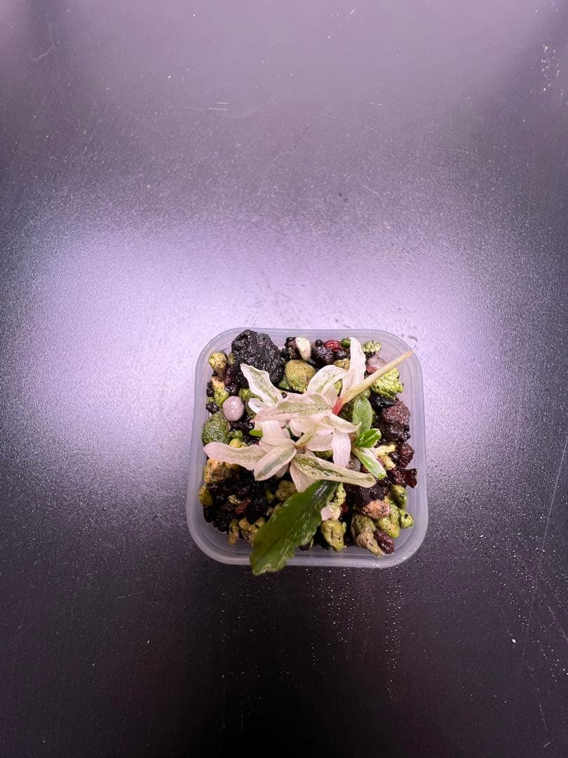 水草 Bucephalandra sp. Variegata White