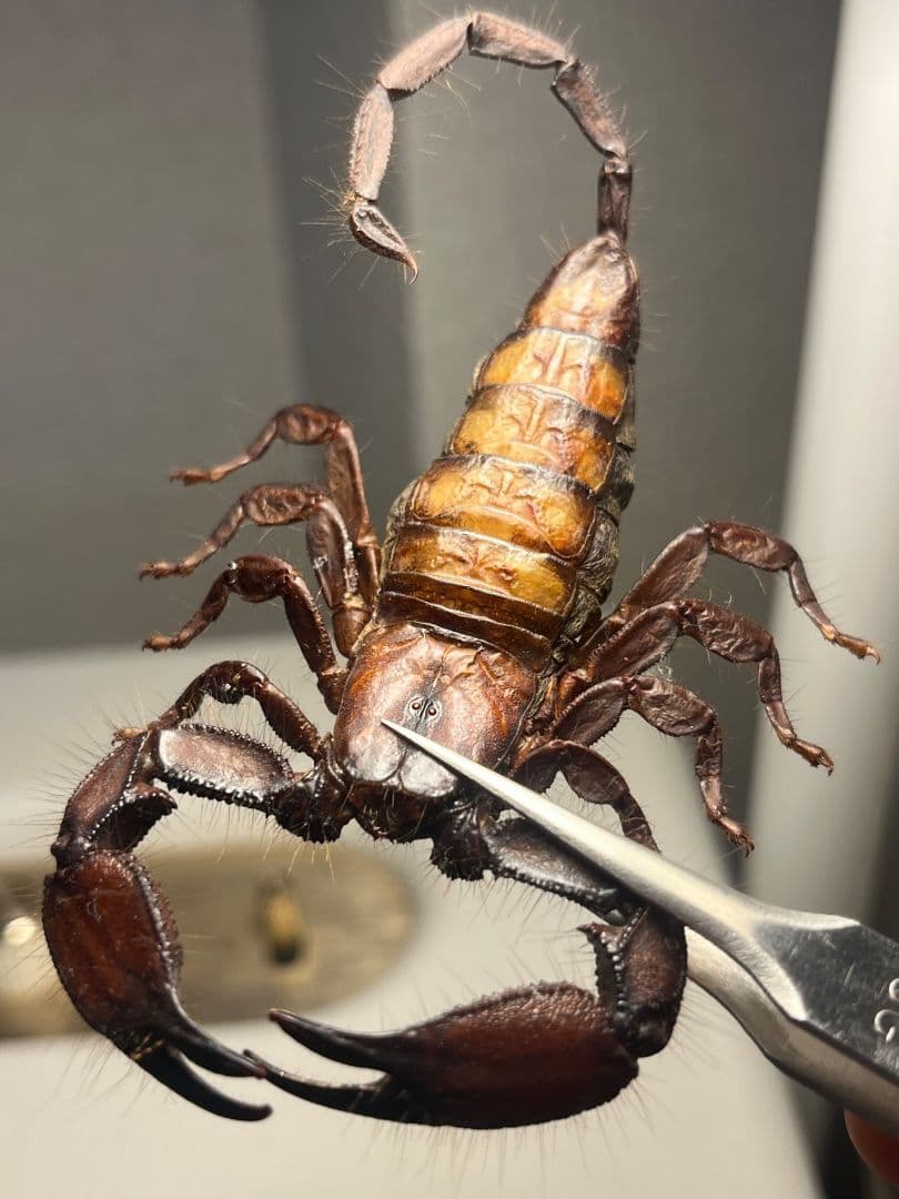 【極美標本】フラットロックスコーピオン 全長9cm程サソリムカデタランチュラ