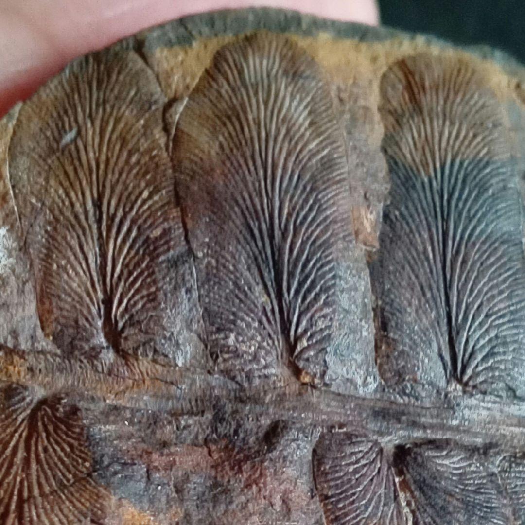 化石標本　植物　古生代　石炭紀　シダ種子類