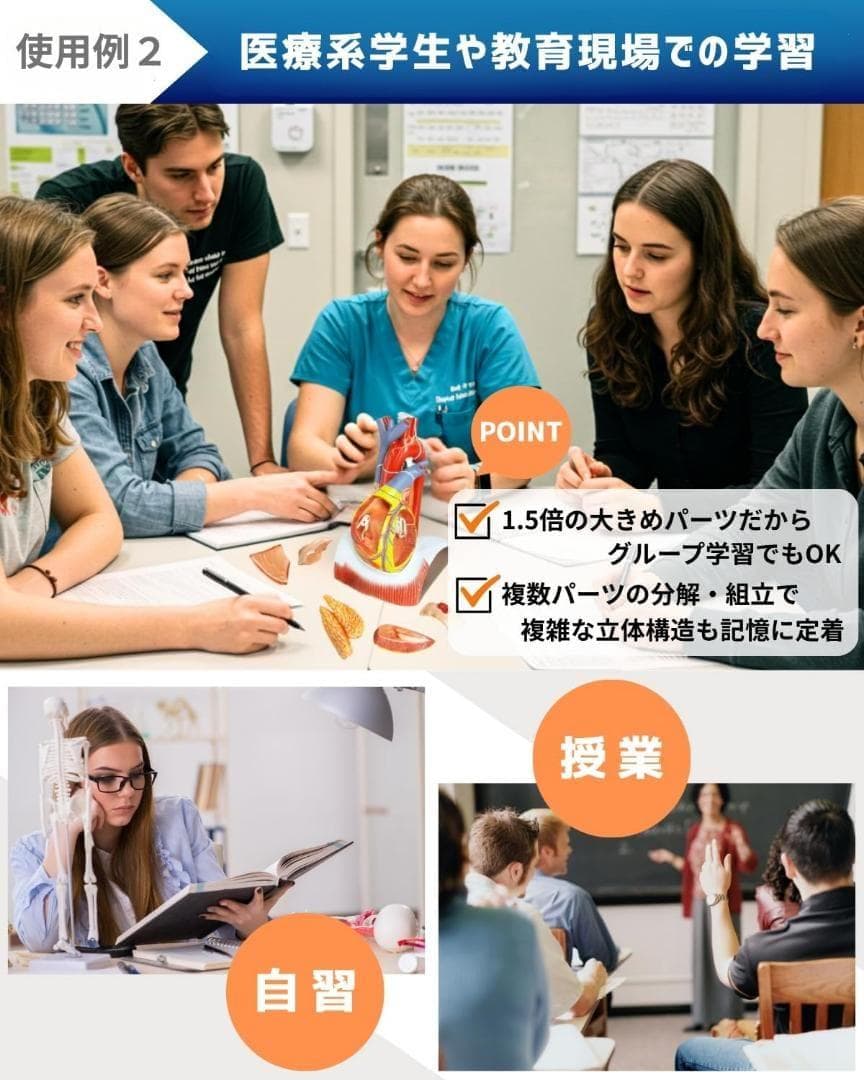 ⭐️新品 KIYOMARU 心臓模型 1.5倍大 10パーツ分解 医療 教育用途