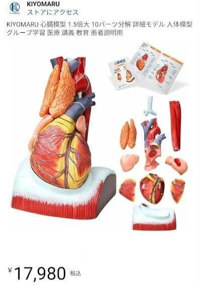 ⭐️新品 KIYOMARU 心臓模型 1.5倍大 10パーツ分解 医療 教育用途