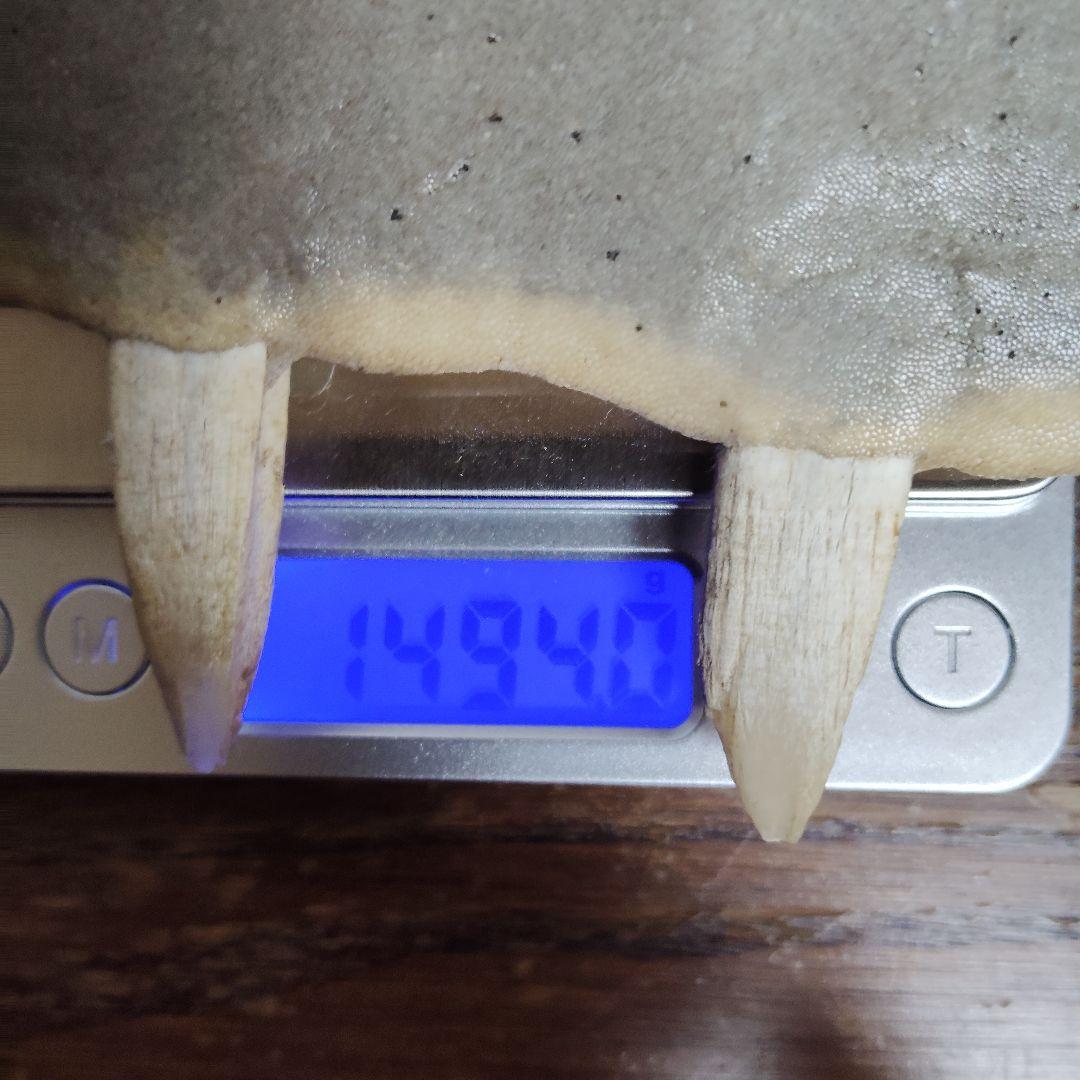 ​【超希少・特大80cm】ノコギリギス 吻 剥製 ブラジル ノコギリザメ 天然物