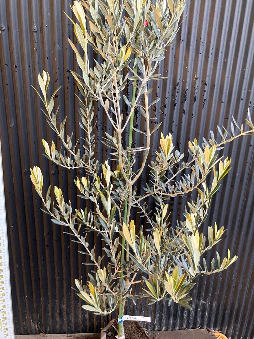 オリーブの木　バロウニ