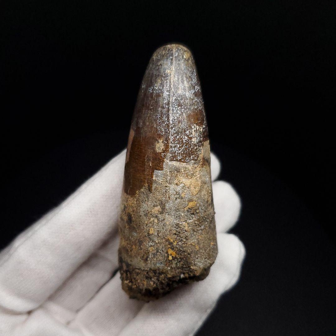 巨大ワニ サルコスクス 歯 化石 ニジェール産 75.87mm  fr138