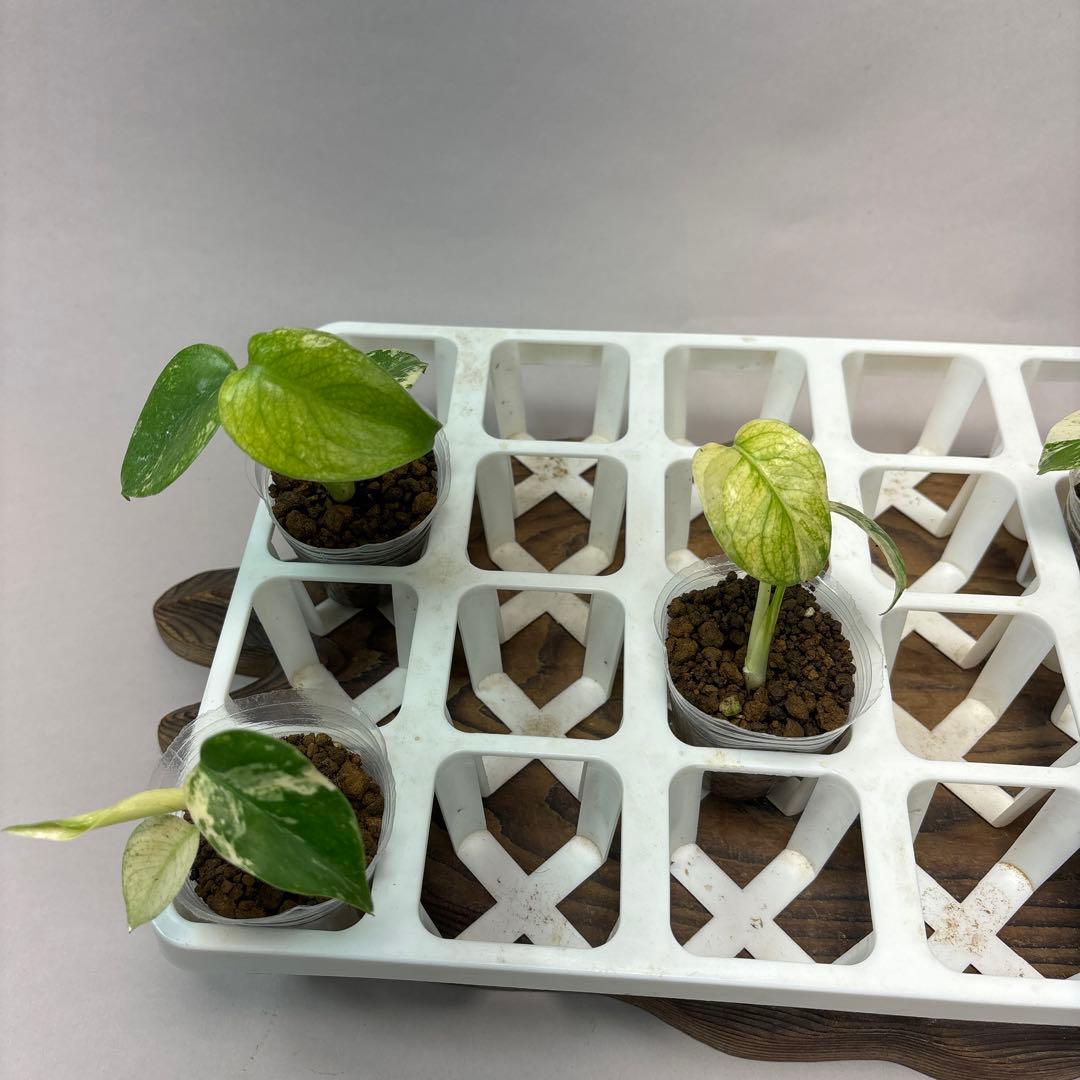 ち*え様 5株セットms54モンステラ バールマルクスフレーム