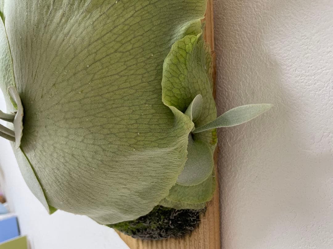 親株 オリジナル veitchii wild ベイチー ワイルド ビカクシダoc