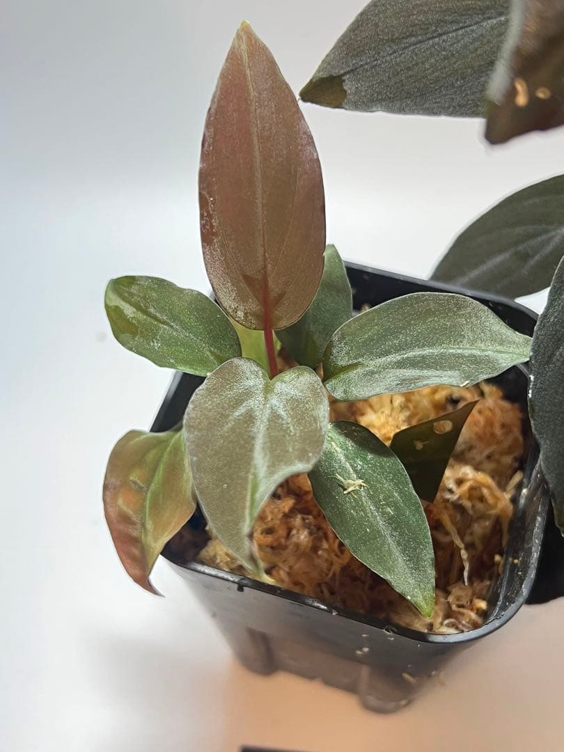 P*A様 Homalomena sp. “夕霧” T-3810-2 ホマロメナ