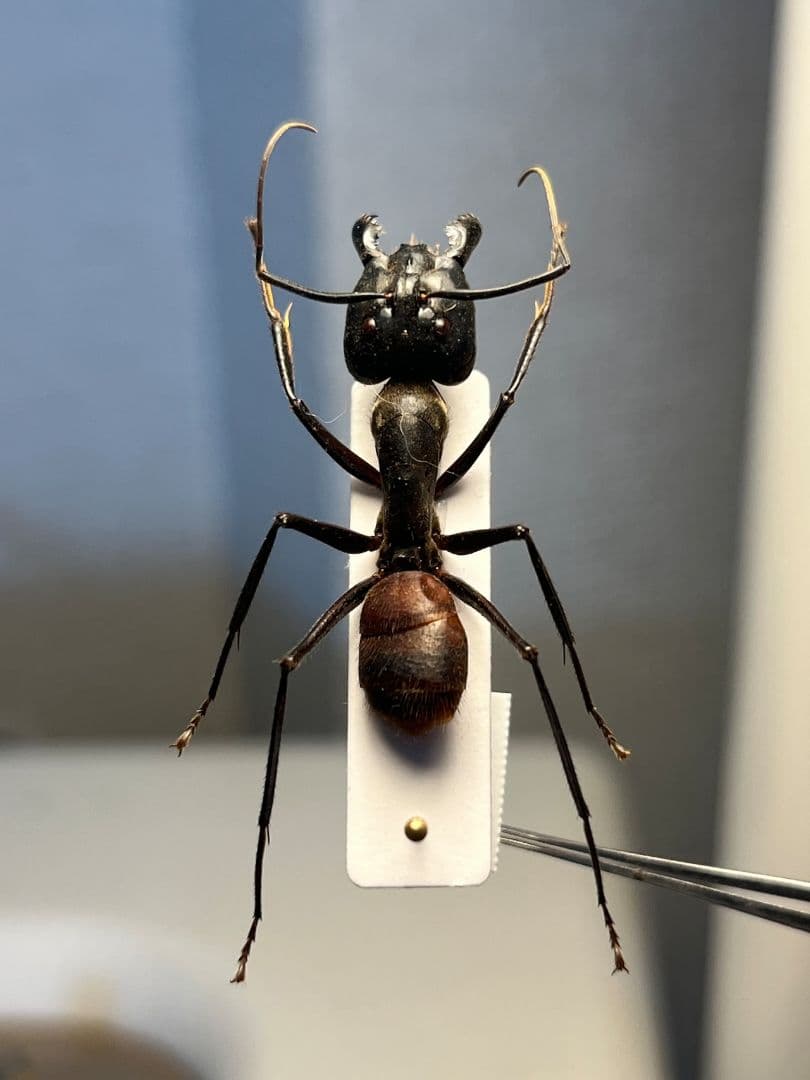 【蟻最大級】ギガスオオアリ 標本