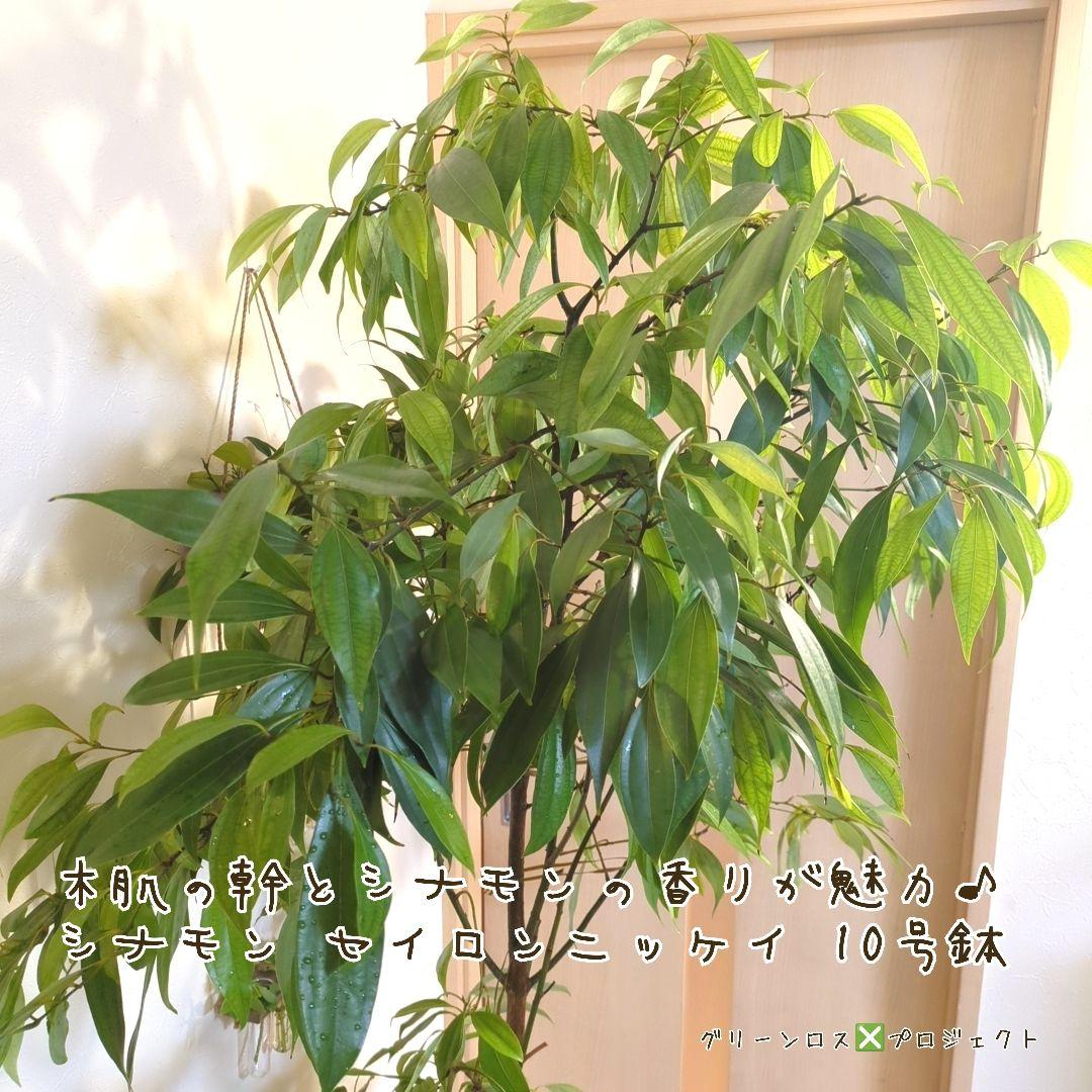 【マーロウ⚠群馬県】シナモンの香りが魅力♪シナモンセイロンニッケイ10号鉢