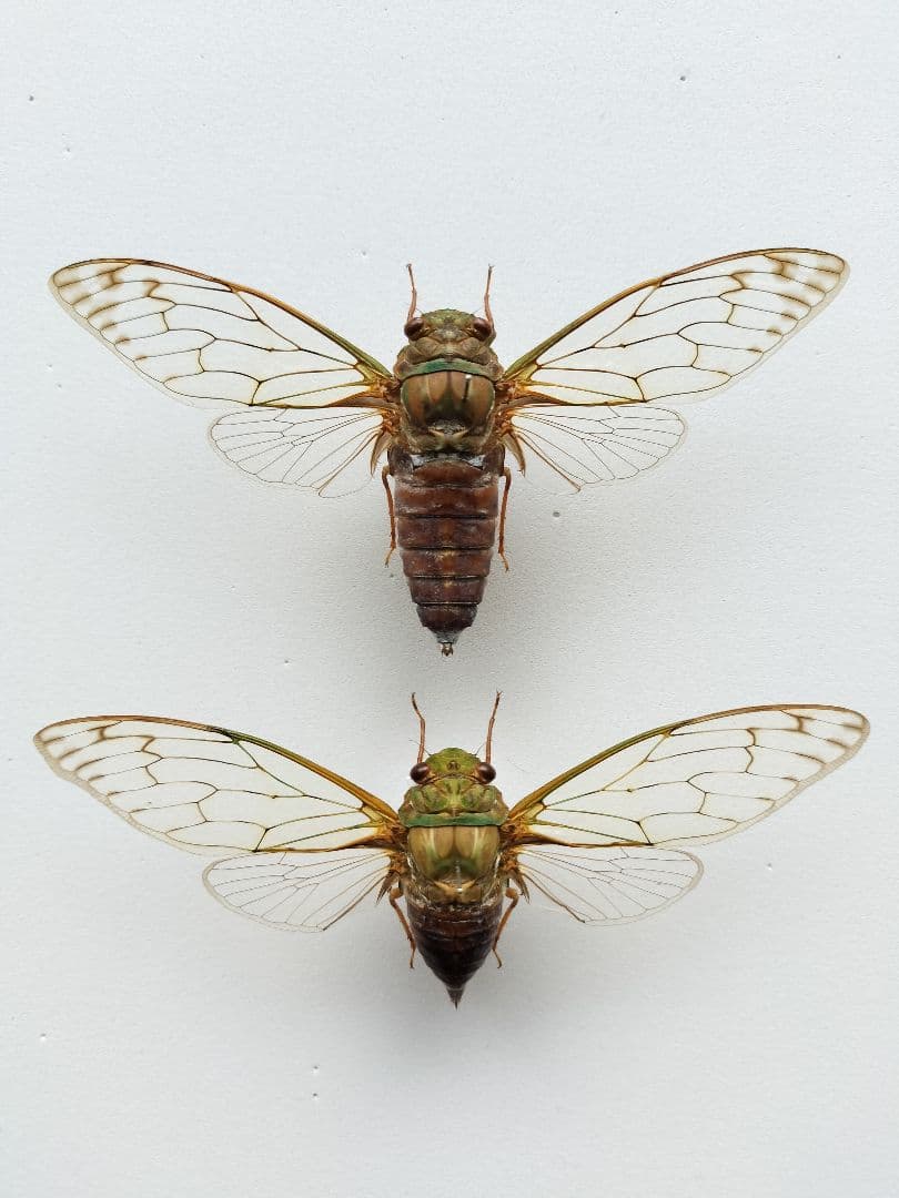 タイワンヒグラシペア標本