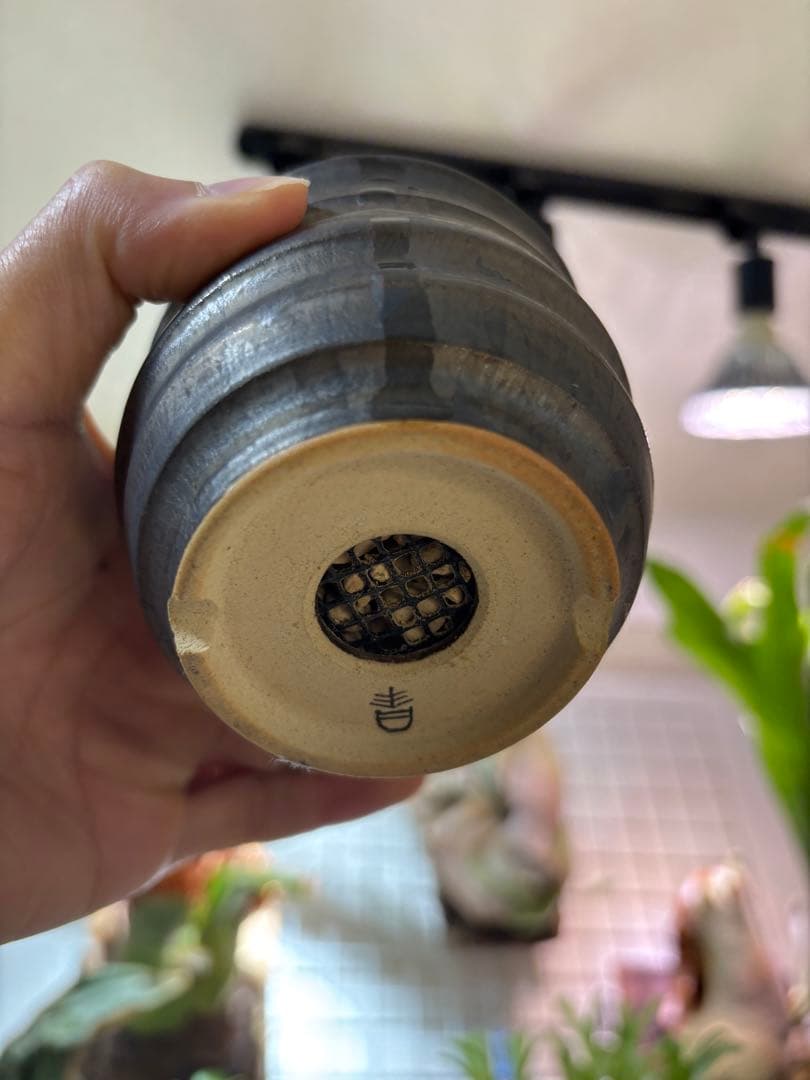 グラキリス　現地球