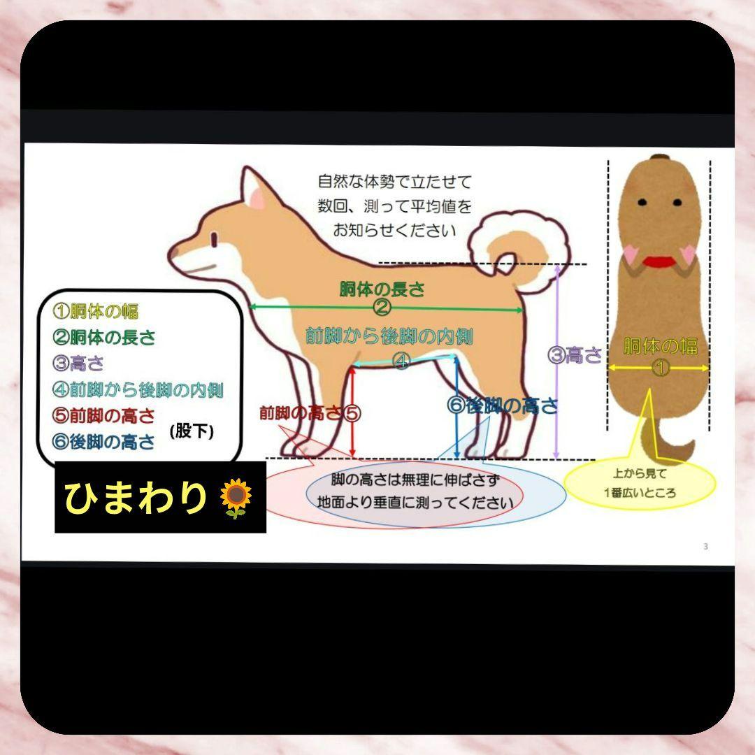 チワワ4輪　リハビリ　食事補助　犬用車椅子　介護補助　犬の歩行器