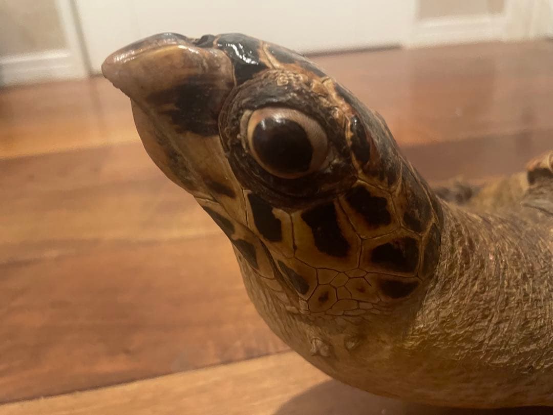 ウミガメ（タイマイ）剥製　 国際希少野生動物種登録票あり （台座オマケ）