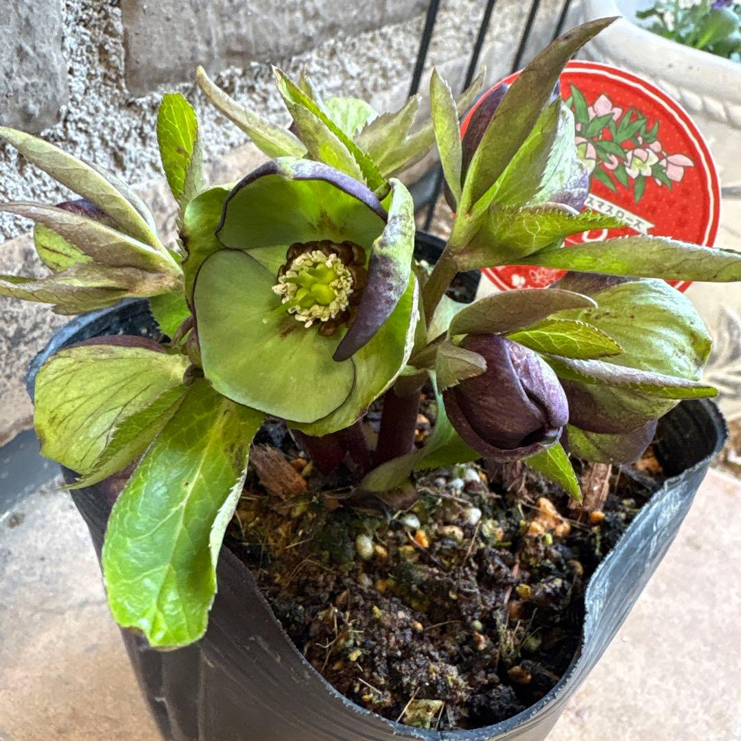 クリスマスローズ・ベビードール