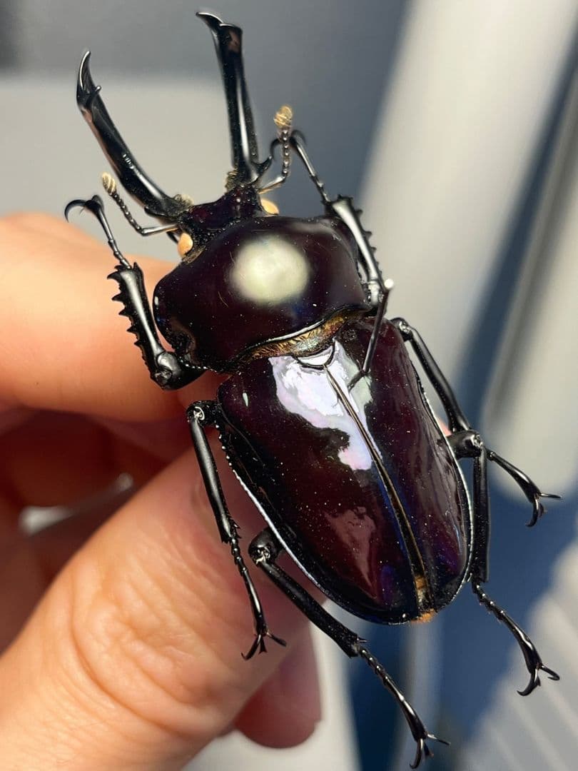 【標本】ニジイロクワガタ オウゴンオニクワガタ ピカール血統 ブルー系統