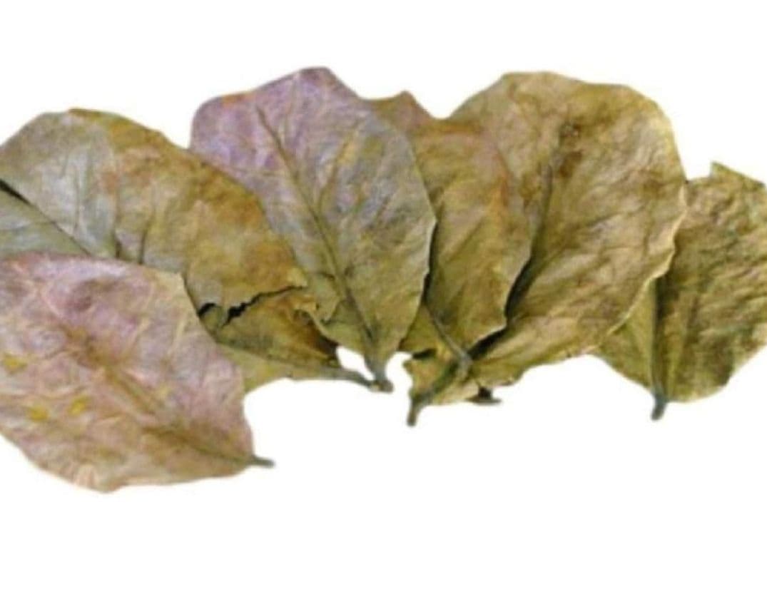 大小様々　無農薬マジックリーフ　天然ももたまな葉　1500　枚