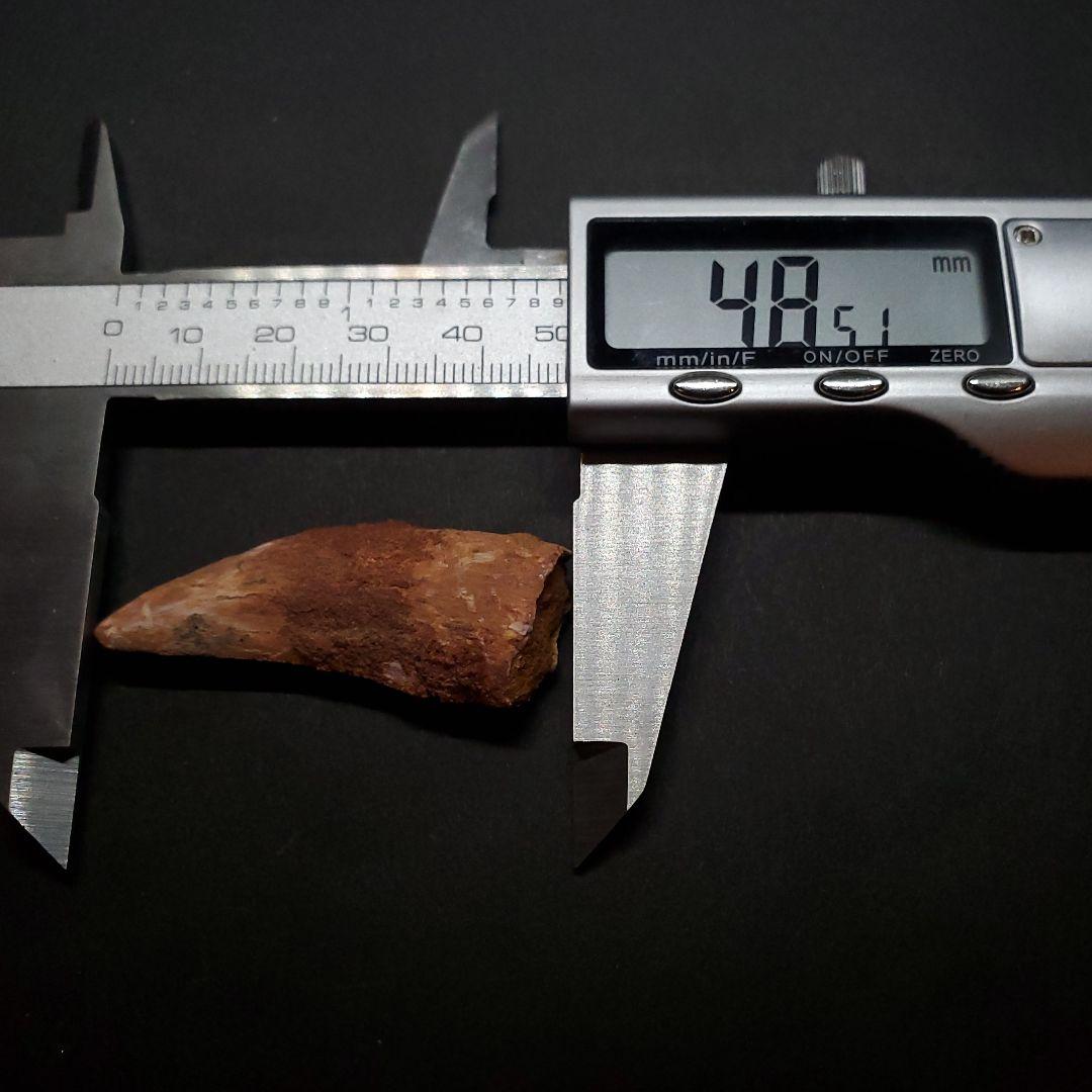 カルカロドントサウルス 歯 化石 本物 モロッコ産 48.51mm  fca16
