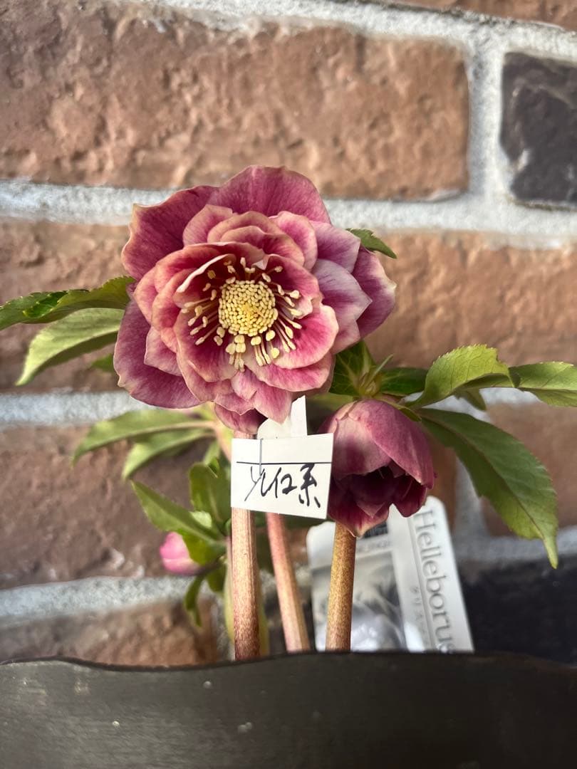 クリスマスローズ　広瀬園芸　ソレイユ系