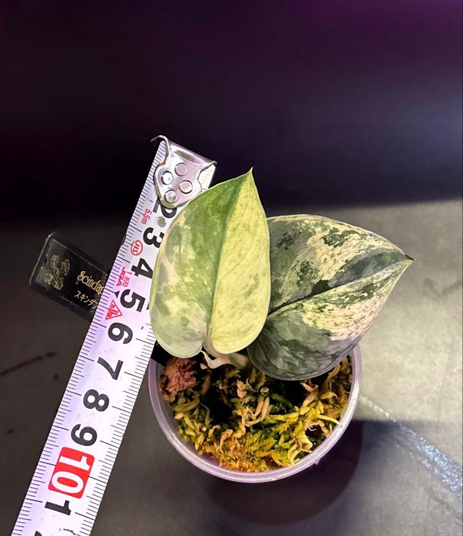 (専用商品)スキンダプサス　お試し　セット　B5 ➕バクダパティ