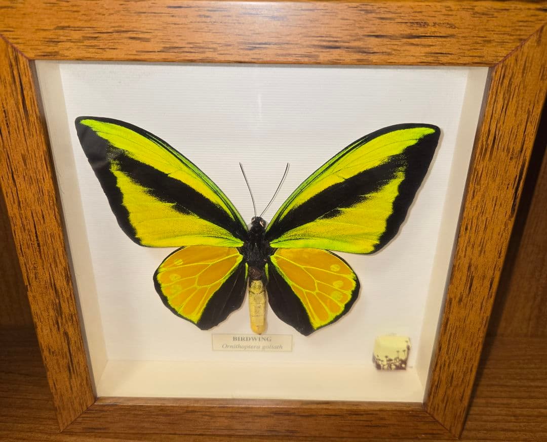 【外国産蝶標本】ゴライアストリバネアゲハ