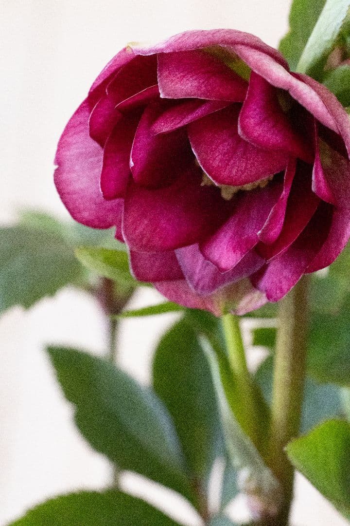 クリスマスローズ 加藤農園 キラメキ グロスレッド 6号開花株