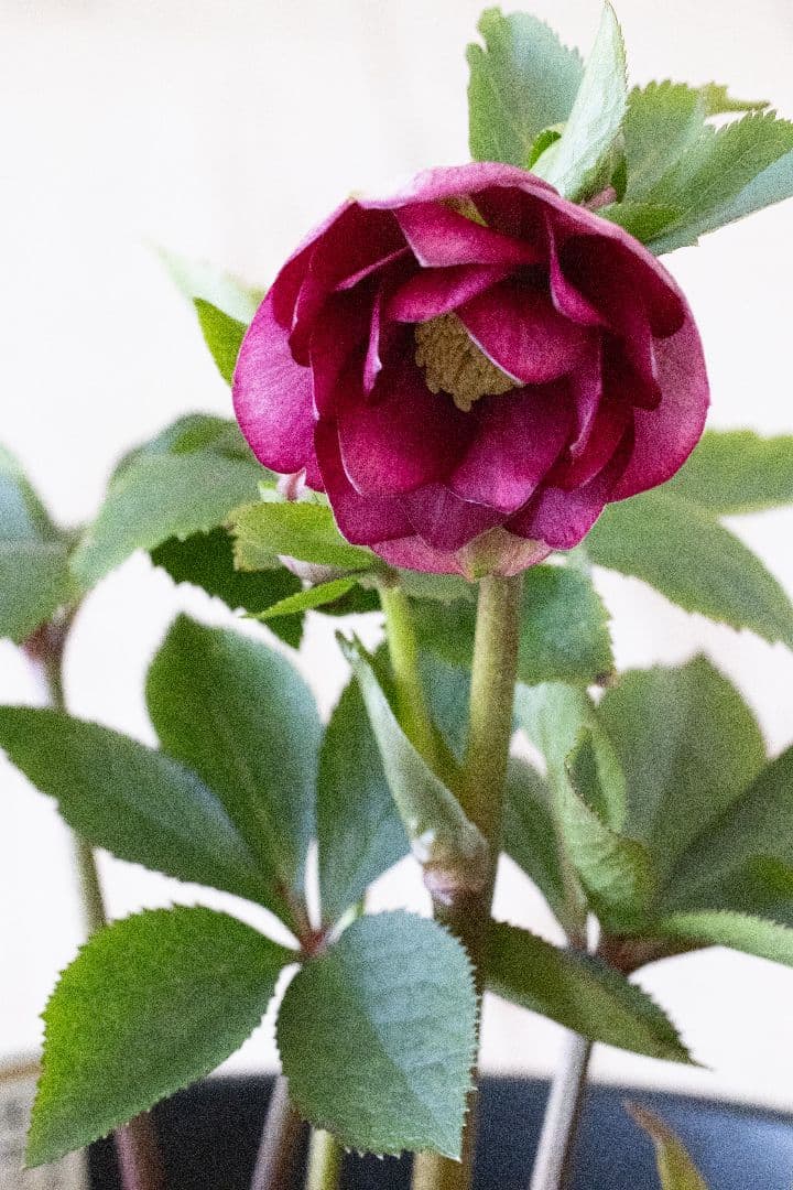 クリスマスローズ 加藤農園 キラメキ グロスレッド 6号開花株