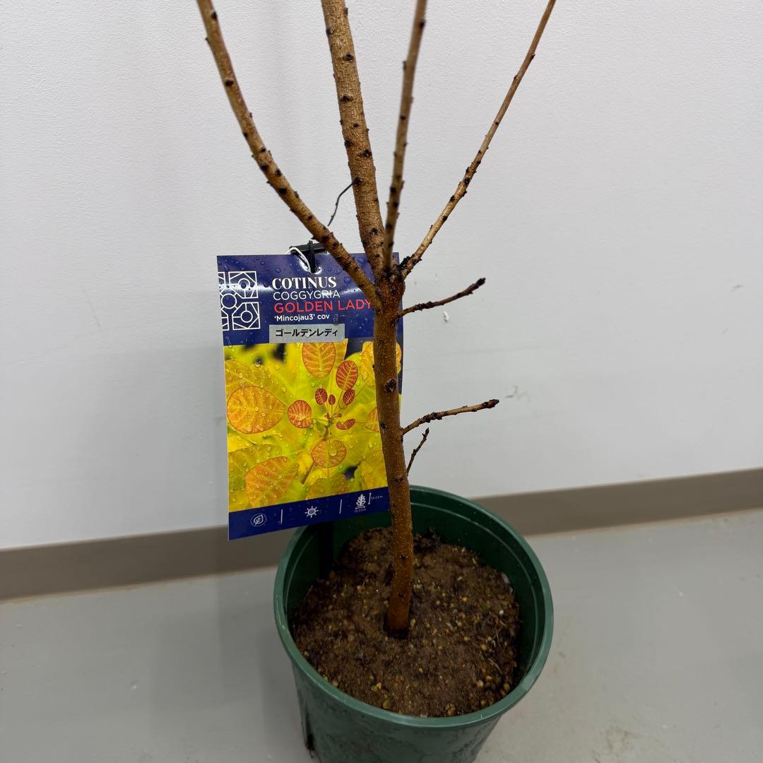 スモークツリー ゴールデンレディ　5号鉢
