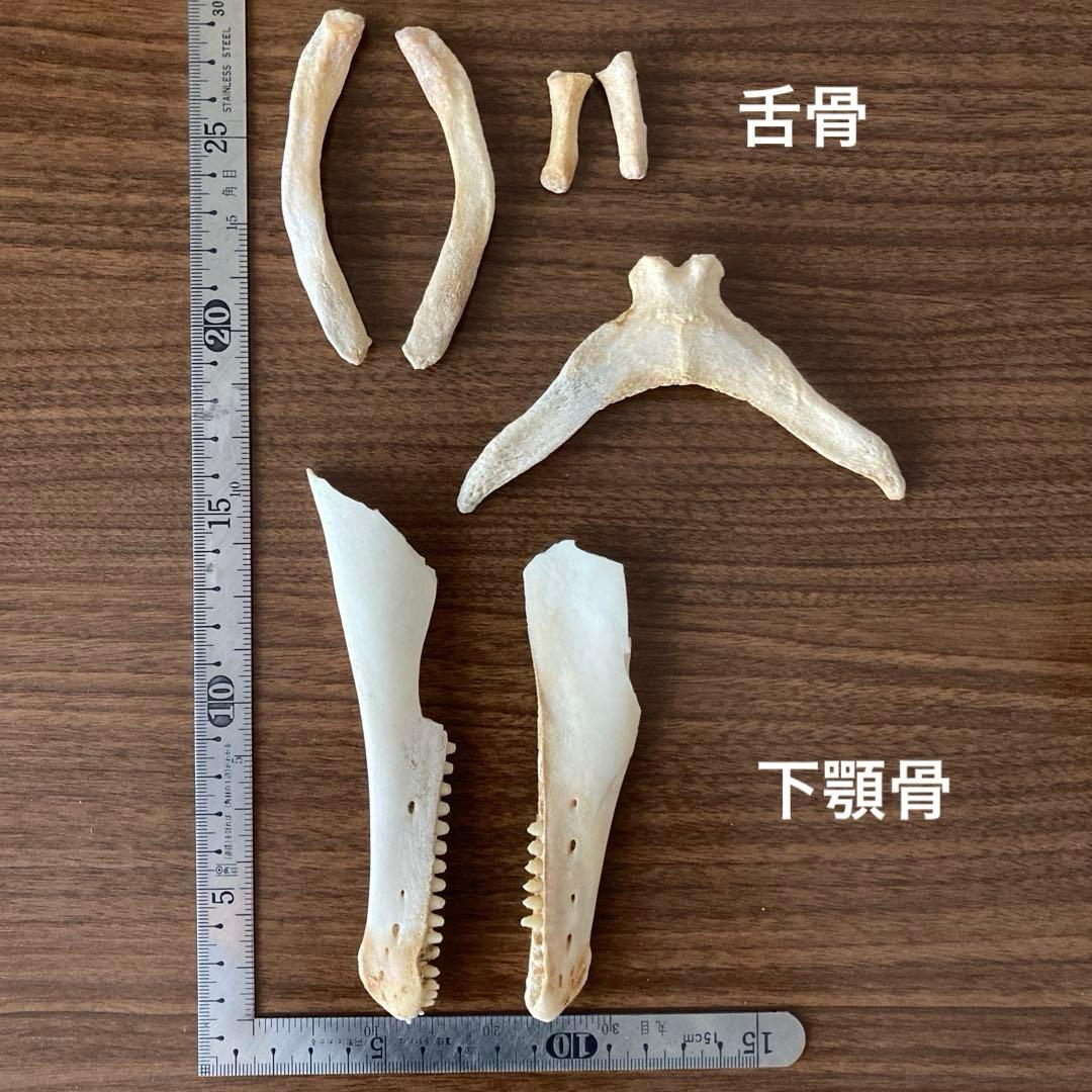 イルカの骨　骨格標本
