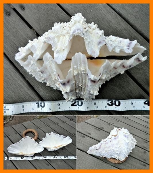 シャゴウガイ(シャコ貝)約30㎝ 石垣産 自然採取 漂白済み  特大美品 超レア